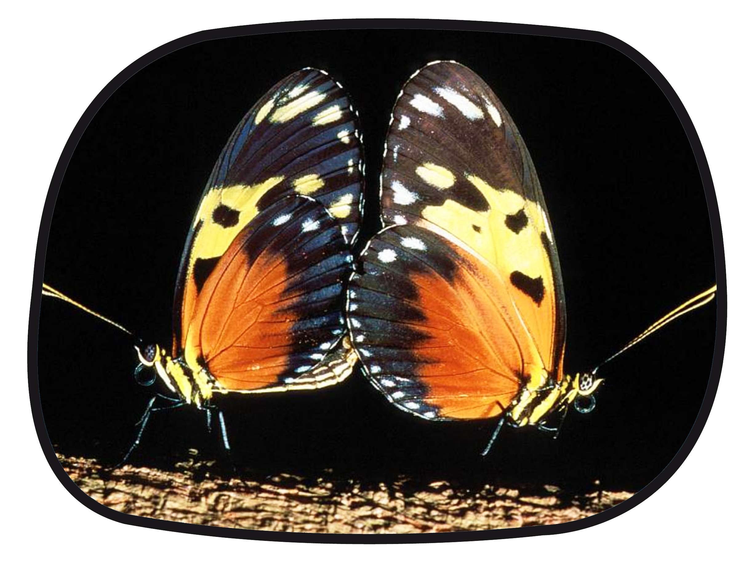 sun protection side window self-adhesive 45 x 34 cm - motif butterfly