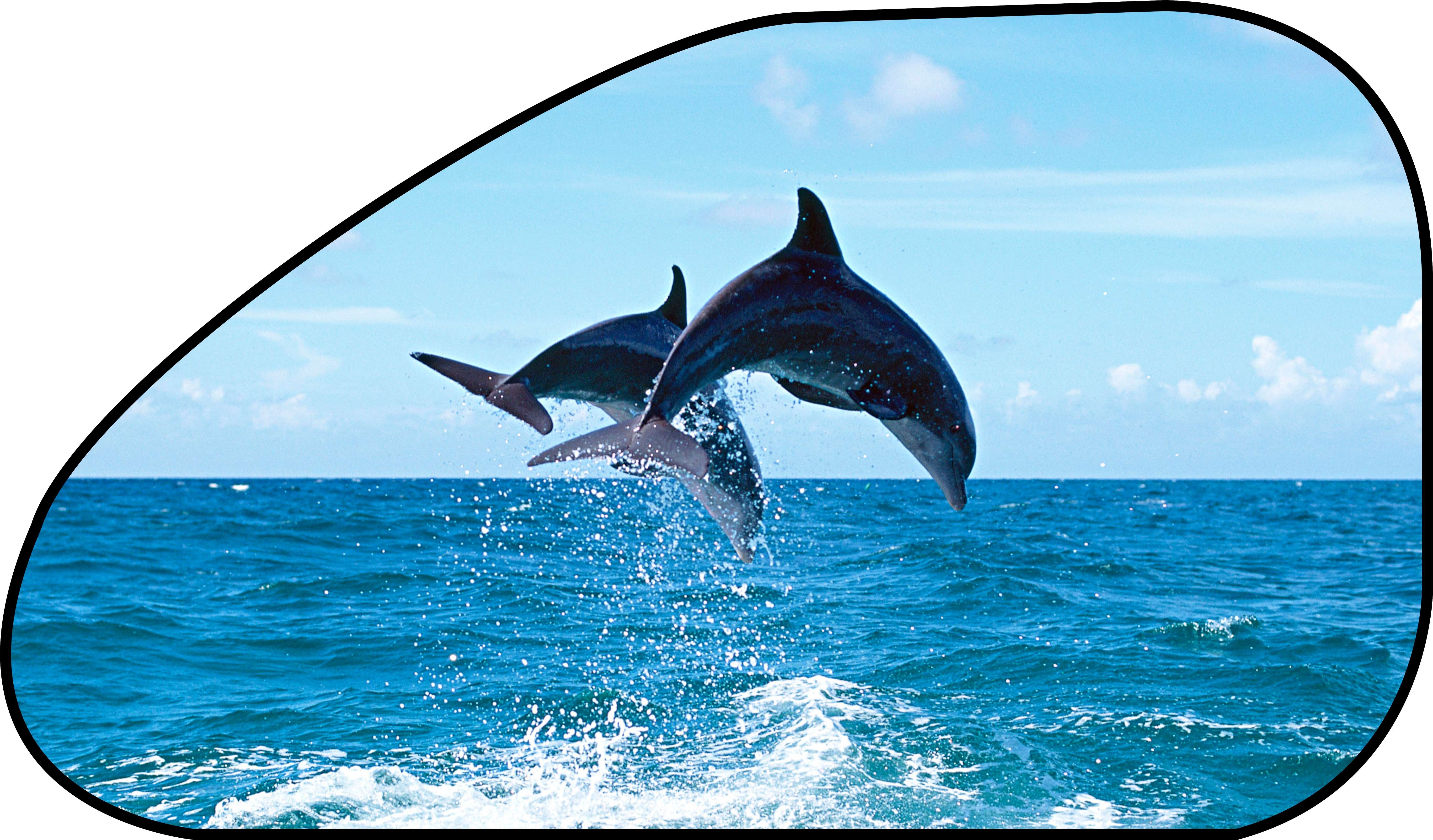 Sonnenschutz Seitenfenster selbsthaftend 65 x 38 cm - Motiv Delfin